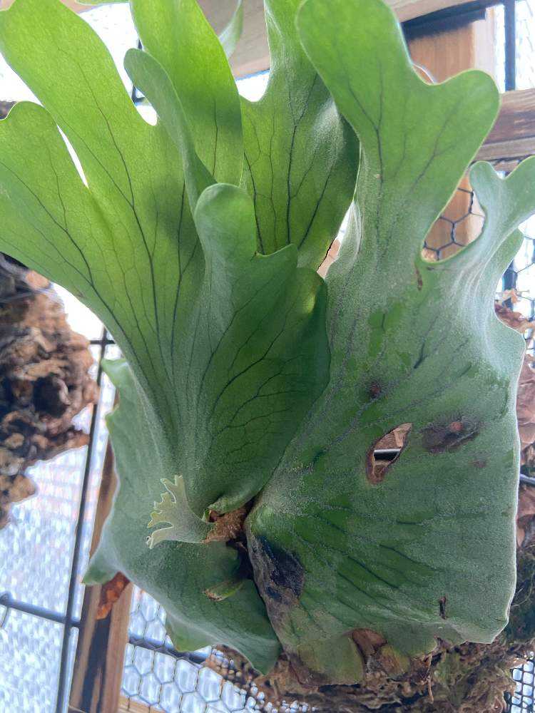 コロナリウム cv white成長記録 20200601｜🍀GreenSnap（グリーン