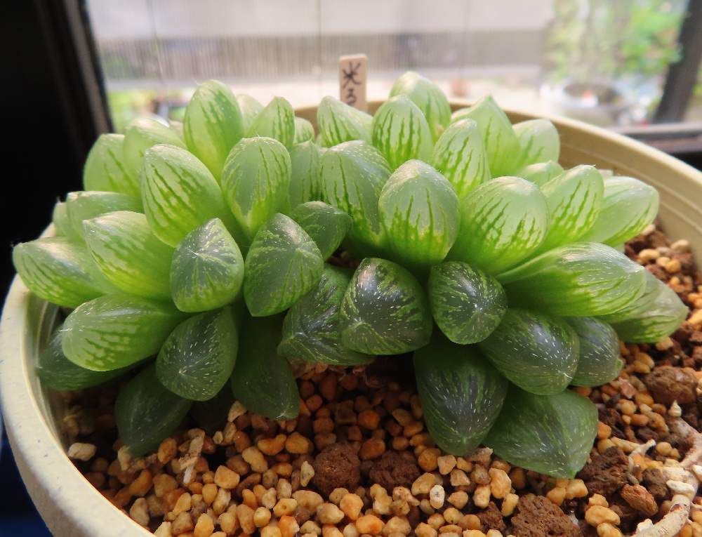 光るオブツーサの投稿画像 By らきびぃさん 多肉植物とハオルチア属と株分けとつぶつぶと子株 月8月4日 Greensnap グリーンスナップ