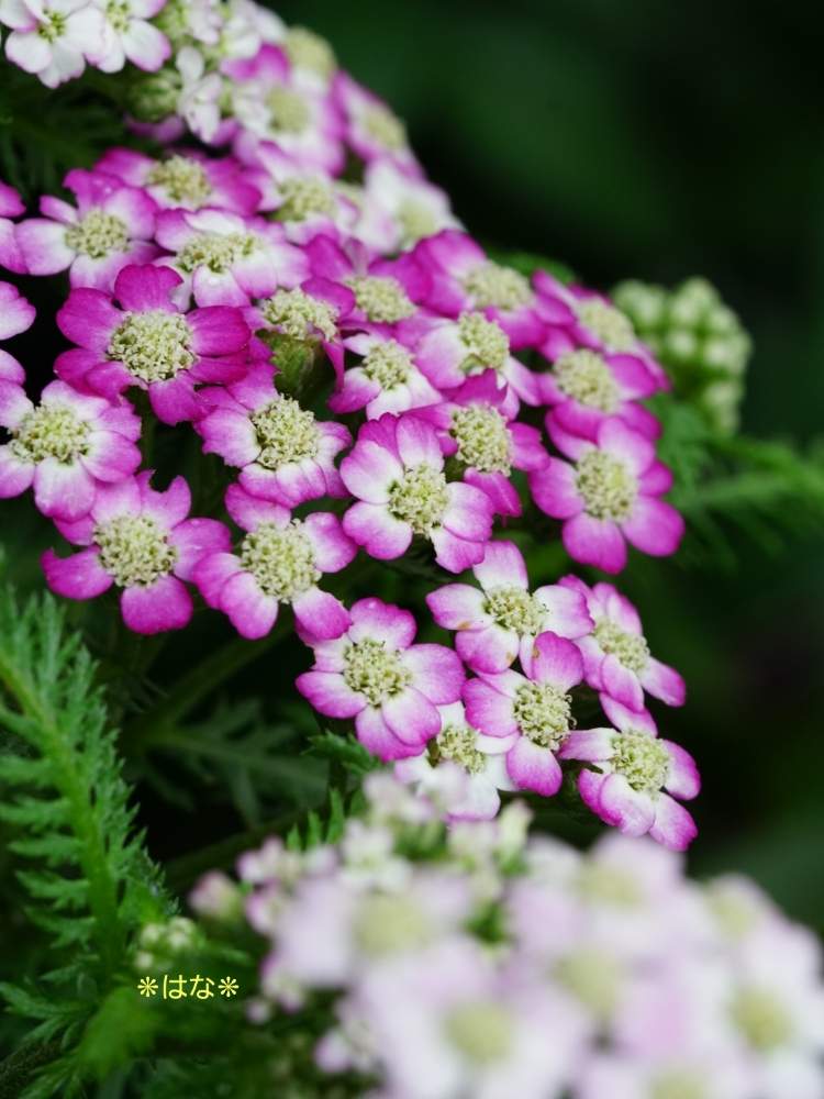 アキレアの投稿画像 By はな さん セイヨウノコギリソウと花のある空間と花笑みと好きな色とありがとう と花 のある生活と通勤路と笑顔の源とキク科と素敵な出会いに感謝と私の花図鑑とかわいいな とメディカルハーブ 月8月4日 Greensnap グリーンスナップ
