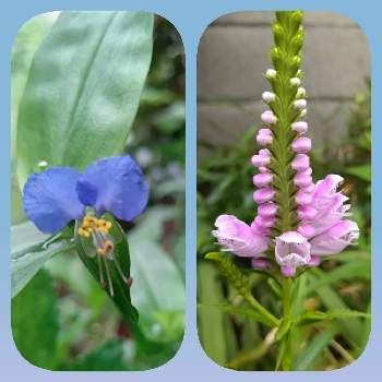 紫トラノオの投稿画像一覧 Greensnap グリーンスナップ