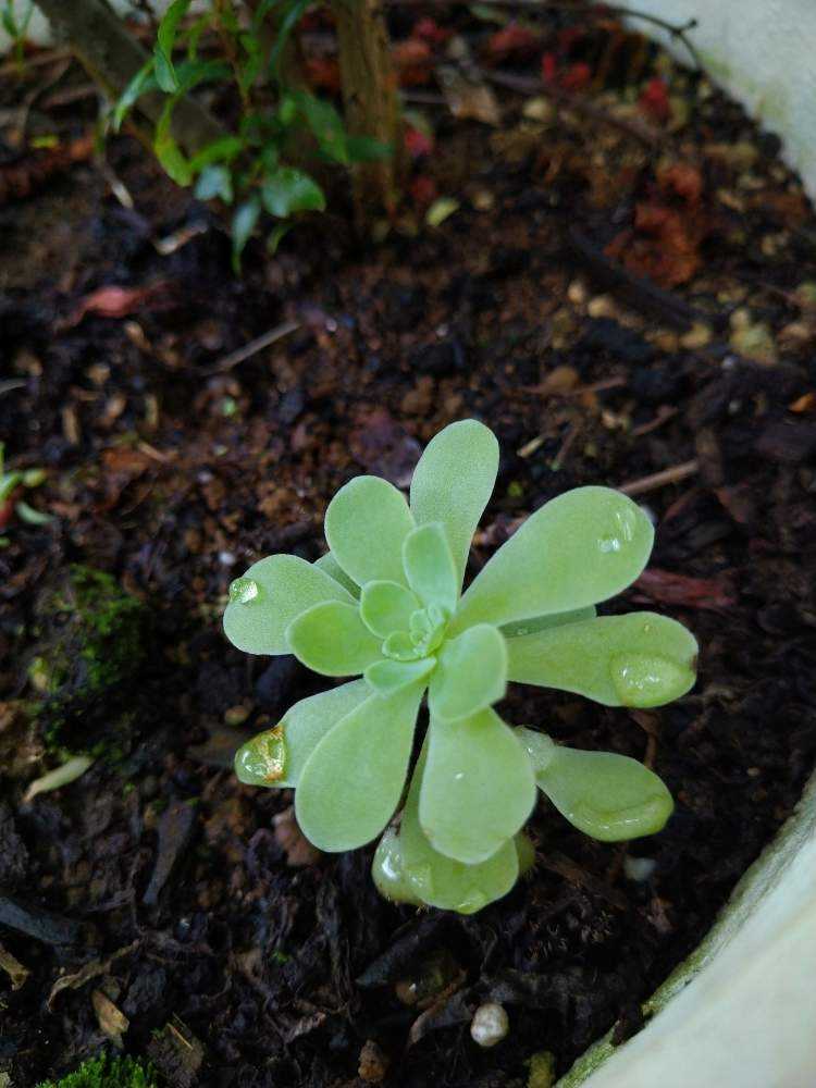 バルサミフェルム(アエオニウム)の⭕挿し芽｜🍀GreenSnap（グリーン