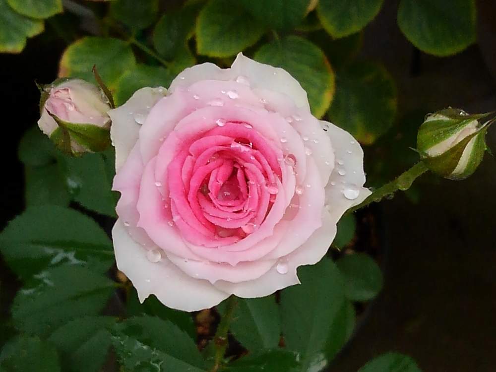 薔薇の投稿画像 By ほりくみさん ミミエデンとばら バラ 薔薇とピンクの薔薇と薔薇好きとおうち園芸と今日の一枚とバラ ミミエデンと花のある暮らしと薔薇 月8月4日 Greensnap グリーンスナップ 薔薇の投稿画像 By ほりくみさん ミミエデンとばら バラ 薔薇とピンクの薔薇と薔薇好きとおうち園芸と今日の一枚とバラ ミミエデンと花のある暮らしと薔薇 月8月4日 Greensnap グリーンスナップ