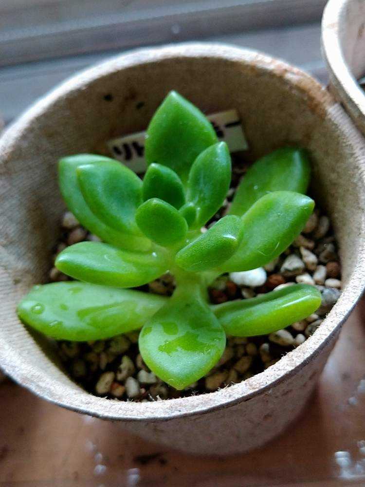 リトルビューティー(セダム属)⭕ 葉挿し⭕挿し芽｜🍀GreenSnap