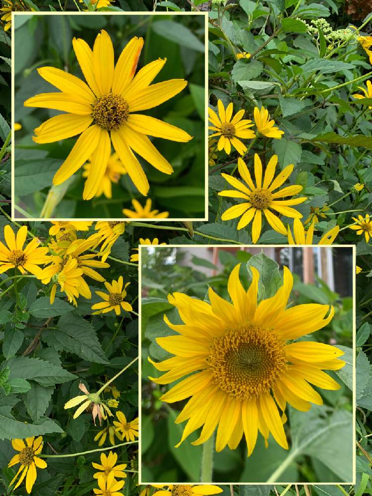 ヒマワリの投稿画像 By カタバミさん ヒメヒマワリ 月8月4日 Greensnap グリーンスナップ