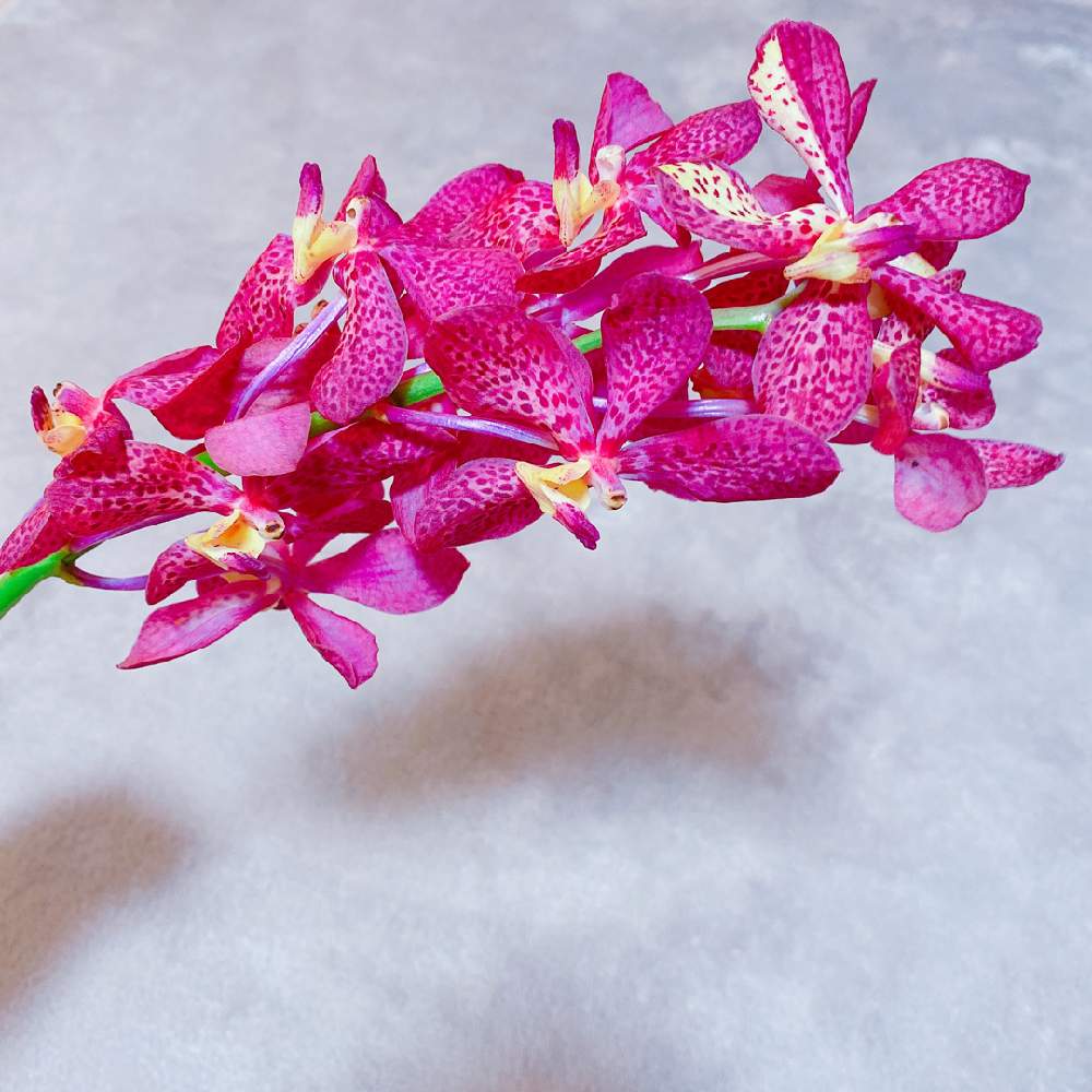モカラの投稿画像 By Niki 可愛いお花屋さんが好きさん 切り花とお花のある生活と花は癒やし 月8月4日 Greensnap グリーンスナップ