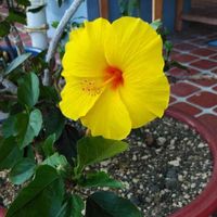 ハイビスカスの画像