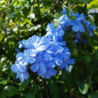 ルリマツリの画像