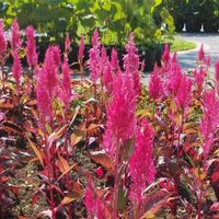 ケイトウの画像