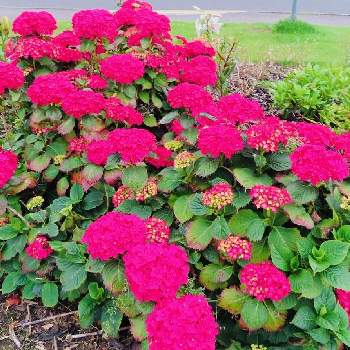 ガーデン ハイドレンジアの投稿画像一覧 Greensnap グリーンスナップ ガーデン ハイドレンジアの投稿画像一覧 Greensnap グリーンスナップ