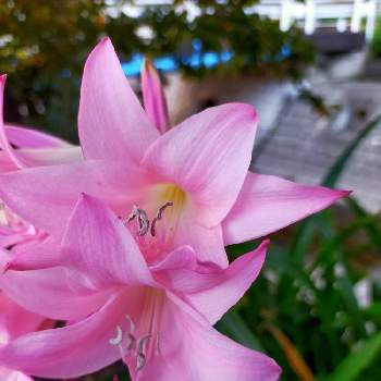 ホンアマリリスの投稿画像一覧 Greensnap グリーンスナップ