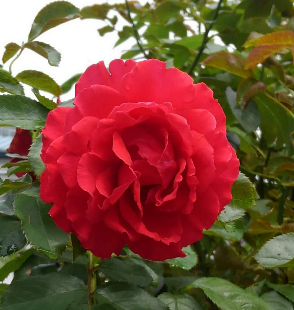 キャリスの投稿画像 By 吏禾 さん スカーレット色とイギリスのバラと微香と二番花と赤いバラ 月8月5日 Greensnap グリーンスナップ