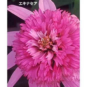 エキナセア ピンクダブルデライトの画像 by メリーさん | 小さな庭と鉢植えと花のある暮らしとエキナセア ピンクダブルデライトとおうち園芸