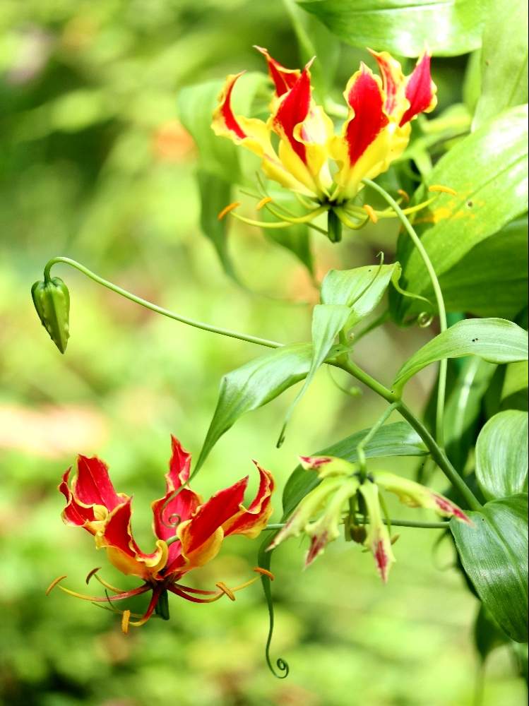 ファイヤーリリーの投稿画像 By メイプルママさん グロリオサとグロリオサの花とグロリオサ と小さな幸せ と鳥取県と球根植物と小さな幸せ 月8月5日 Greensnap グリーンスナップ