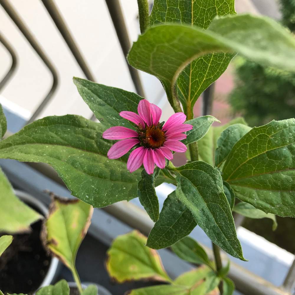 エキナセア パープレアの投稿画像 By 四代目火影さん 花のある暮らしとno Green No Lifeと植物男子とかわいいお花 月8月5日 Greensnap グリーンスナップ