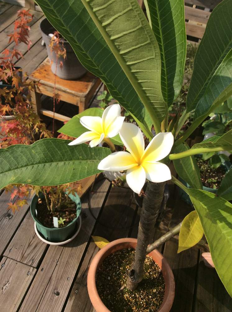 プルメリアの投稿画像 By Bayx2さん バルコニー ベランダと花のある空間とみどりのある暮らしとプルメリア とウッドデッキとハワイの植物とおうち園芸と鉢植えとみどりに癒されると花のある暮らしと花のある空間とみどりのある暮らしとプルメリア とウッドデッキと