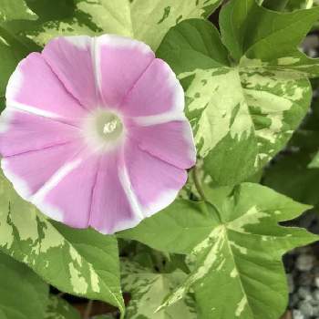 曜白朝顔の投稿画像一覧 Greensnap グリーンスナップ