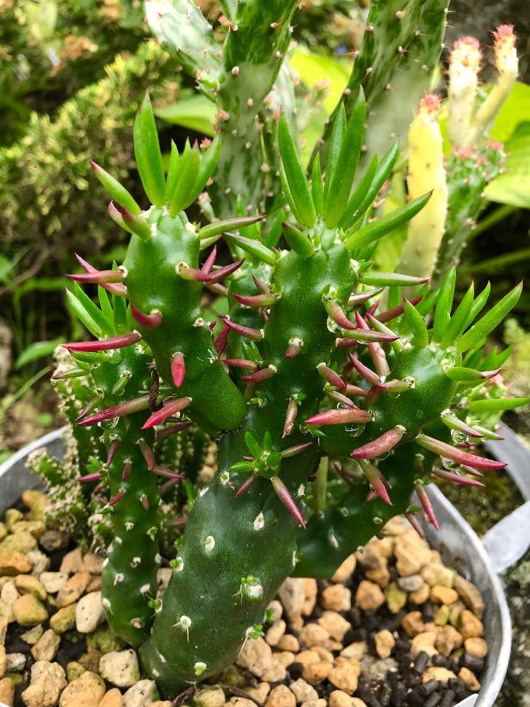 外管理の投稿画像 By Hiichanさん サボテン と 将軍とバラと夢clubと北海道と 姫将軍とたにおたくらぶとgs植物うちなーぐち会 月8月5日 Greensnap グリーンスナップ