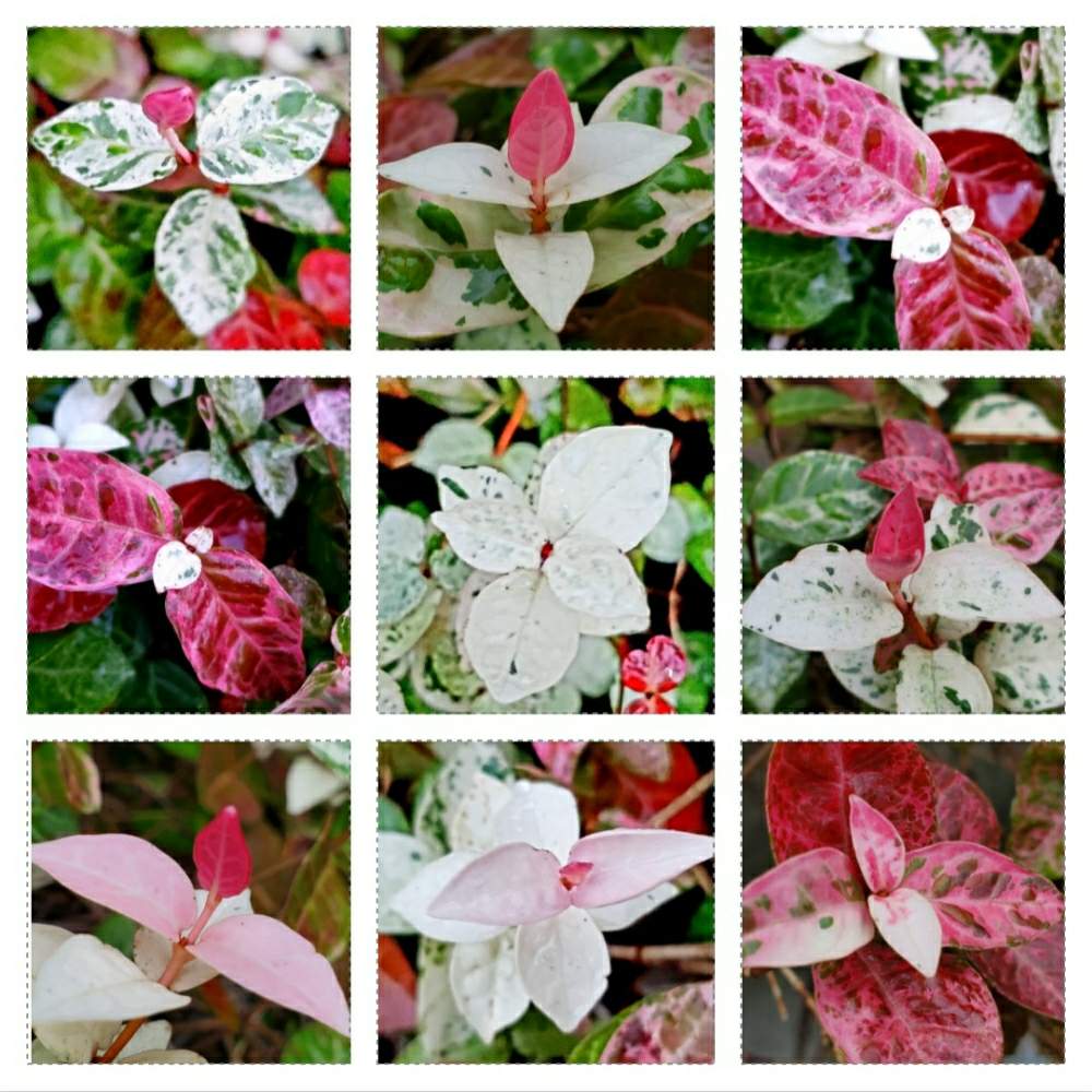 ハツユキカズラの投稿画像 By 華子さん エクステリアとカラーリーフと観葉植物とつる性植物と常緑性とグランドカバーとカラーリーフと観葉植物とつる性植物と常緑性とグランドカバー 月8月5日 Greensnap グリーンスナップ Greensnap グリーンスナップ