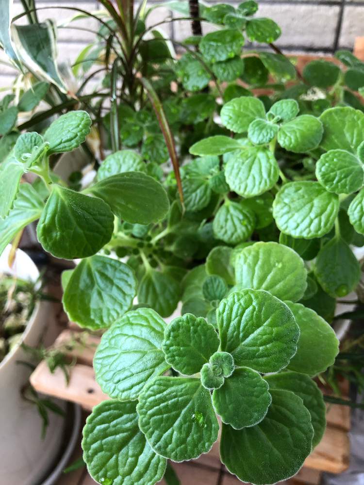 ドラセナの投稿画像 By まいこさん ヘデラ へリックス アイリッシュレイスとアロマティカスと観葉植物と南東向きベランダとベランダ ガーデニングとドラセナ属とベランダ族と植え替えとおうち園芸とベランダ植物と観葉植物がスキとマンションのベランダとヘデラ へ