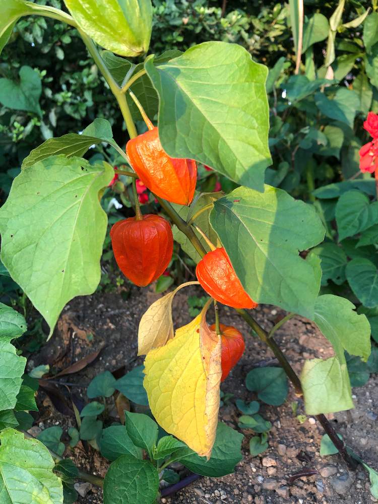 ほおづきの投稿画像 By なるたまさん 2020月8月5日 Greensnap グリーンスナップ