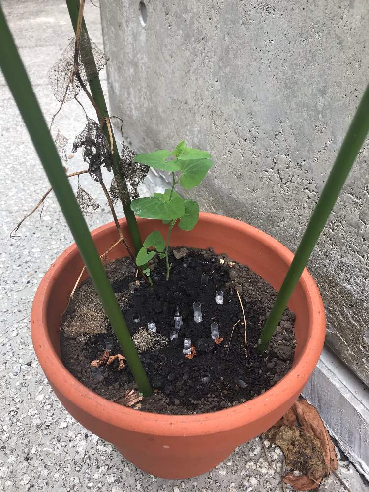 ウマノスズクサ 再生 Greensnap グリーンスナップ