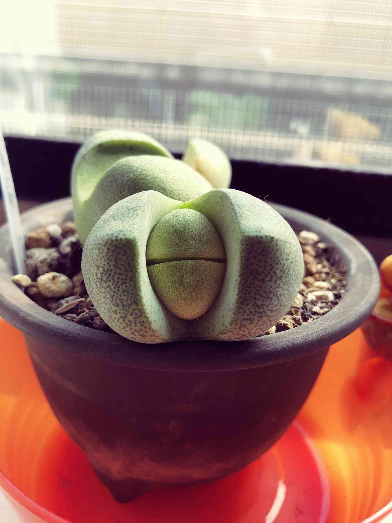 多肉植物の投稿画像 by もみじさん｜帝玉と令和の桃太郎とおうち園芸と