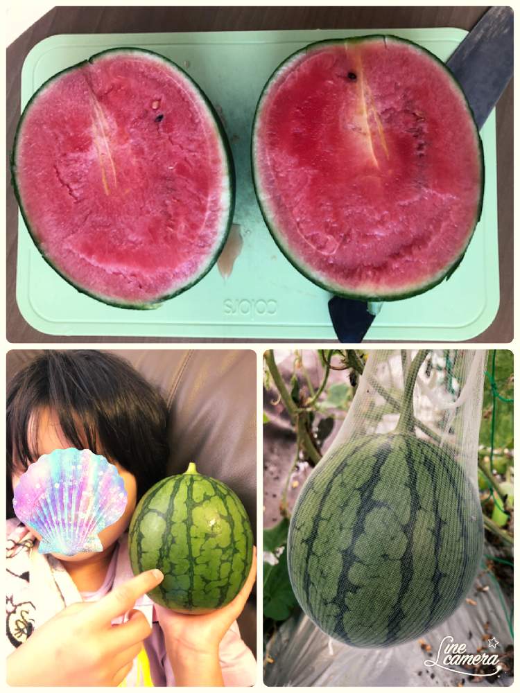 匠シリーズ まるごスウィート 小玉スイカの投稿画像 By Maaさん おうちde菜園と今年初と夏野菜収穫物と小玉 スイカ とおうち園芸と収穫とガーデニングと夏野菜 月8月5日 Greensnap グリーンスナップ