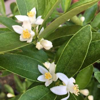 果実の花の投稿画像一覧 Greensnap グリーンスナップ