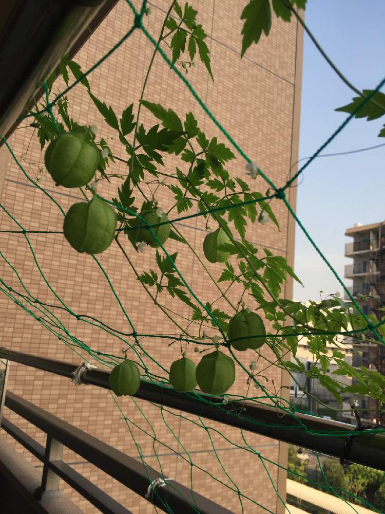 フウセンカズラの投稿画像 By Nさん バルコニー ベランダとグリーンカーテンとベランダガーデンとグリーンカーテンとベランダガーデン 月8月5日 Greensnap グリーンスナップ Greensnap グリーンスナップ