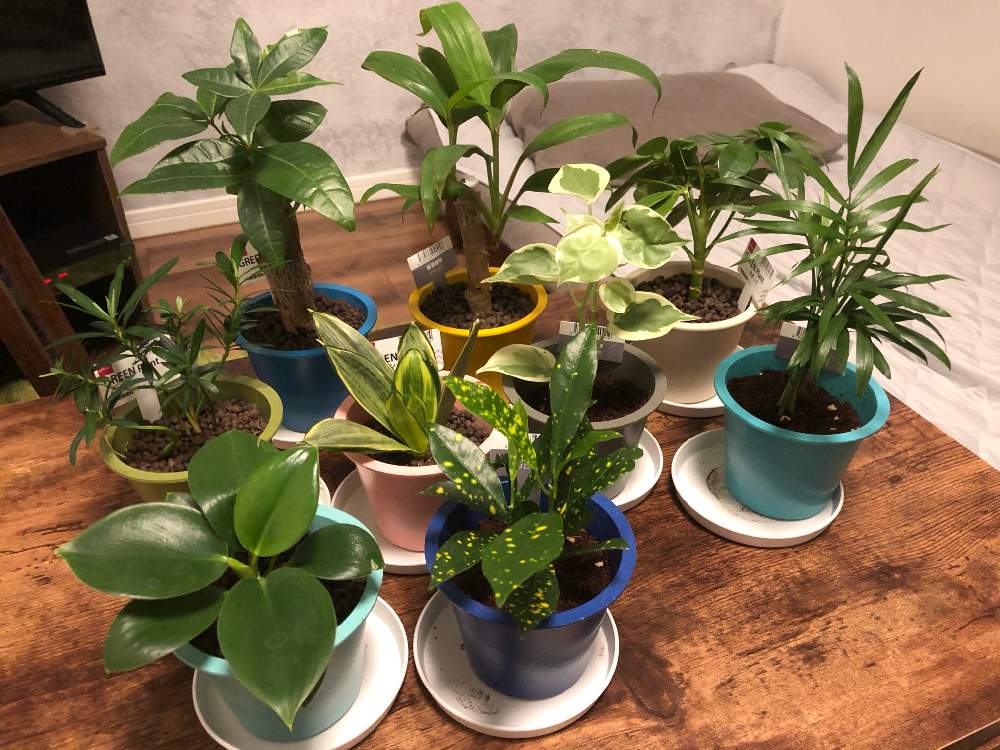 サンスベリアの投稿画像 By けんさん テーブルヤシとドラセナとパキラとカポックとクロトンとフィロデンドロンとイヌマキとペペロミアセルペンスと観葉植物と 100均とダイソーと初心者と大きくなれ 月8月5日 Greensnap グリーンスナップ