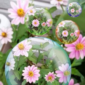 古希祝いの投稿画像一覧 Greensnap グリーンスナップ