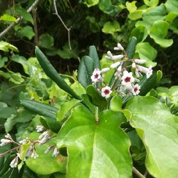海辺の植物の投稿画像一覧 Greensnap グリーンスナップ