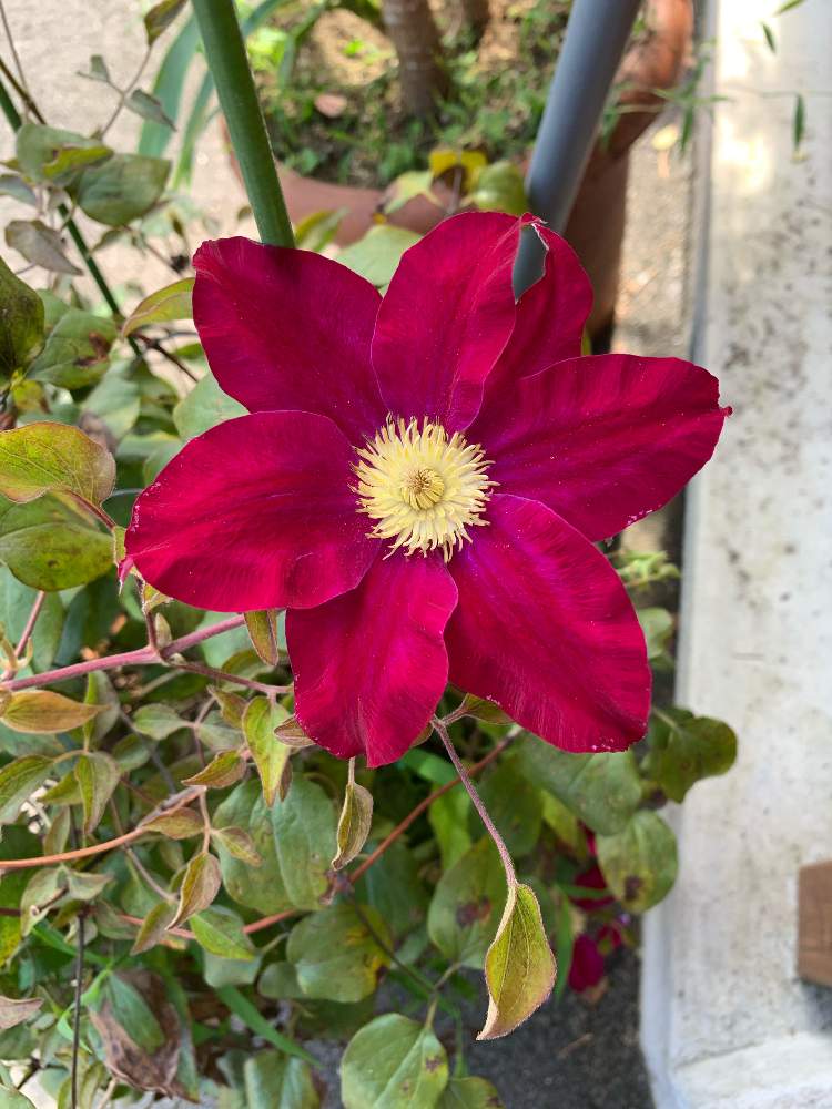 笹場っ子さんの投稿画像 月8月5日 Greensnap グリーンスナップ