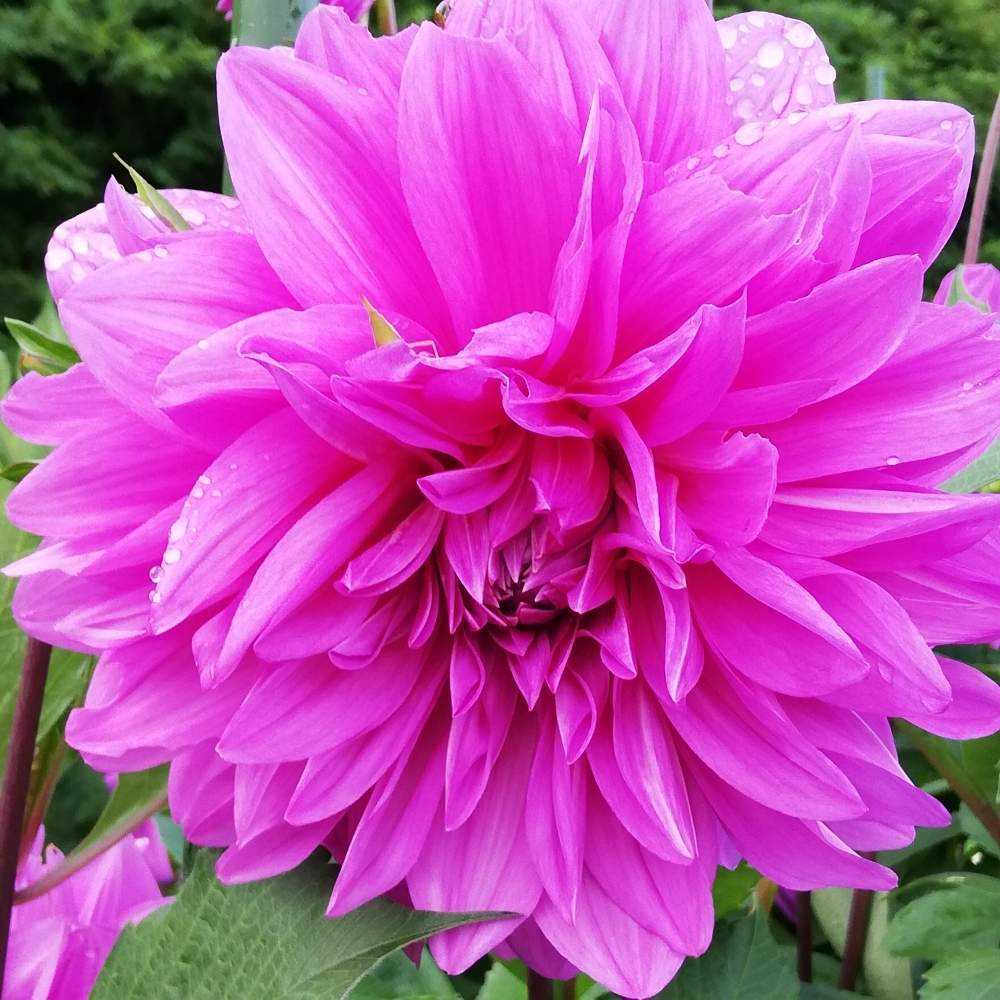 高山植物の宝庫 丸沼高原散歩だより 日本百名山 日光白根山 Greensnap グリーンスナップ