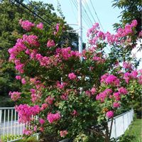 サルスベリの画像