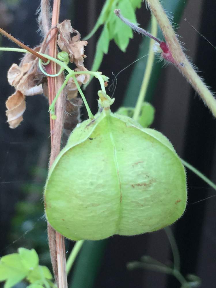フウセンカズラの投稿画像 By Trekkさん 風船葛と8月の花と山野草と横浜付近と夏のお花とムクロジ科と一年草と今日のお花 月8月6日 Greensnap グリーンスナップ