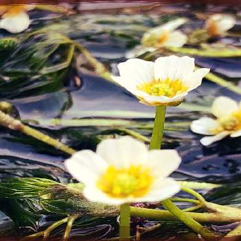 梅花藻♪の画像 by 世津ちゃんさん | 醒ヶ井と地蔵川と梅花藻♪