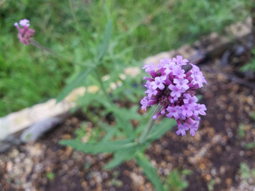 バーベナ メテオールシャワーの投稿画像 By りっか Ricca さん ちいさいお花と庭パトと咲きましたと夏花壇とgs日和と花のある暮らし 月8月6日 Greensnap グリーンスナップ