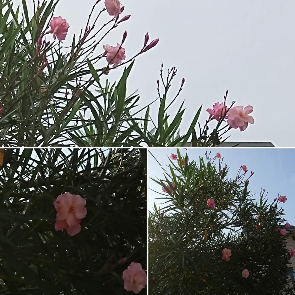 キョウチクトウの投稿画像 By さいたまつぼみさん 埼玉のつぼみと埼玉万歳とピンクの花とつぼみと埼玉県とお散歩と広島県 月8月6日 Greensnap グリーンスナップ