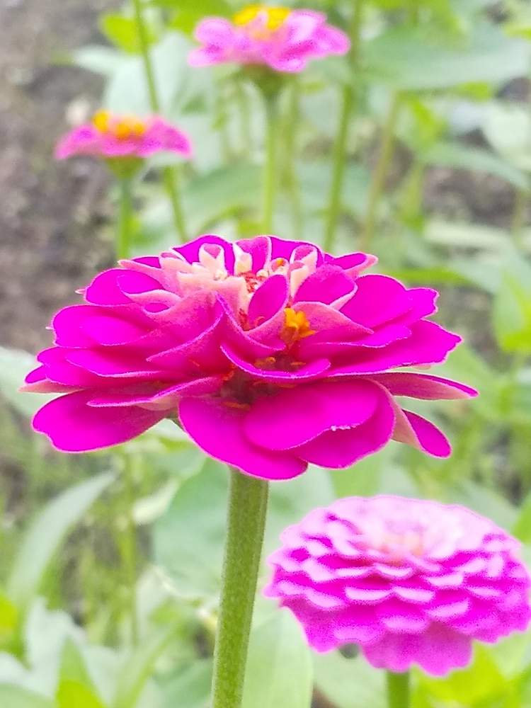 ジニアの投稿画像 By たまごさん ピンクの花と可愛い花とおおひら歴史民俗資料館と綺麗な花と花のある暮らしとピンクの花と可愛い花 とおおひら歴史民俗資料館と綺麗な花と花のある暮らし 月8月6日 Greensnap グリーンスナップ Greensnap グリーンスナップ ジニアの投稿画像 By たまごさん ピンクの花と可愛い花とおおひら歴史民俗資料館と綺麗な花と花のある暮らしとピンクの花と可愛い花 とおおひら歴史民俗資料館と綺麗な花と花のある暮らし 月8月6日 Greensnap グリーンスナップ Greensnap グリーンスナップ