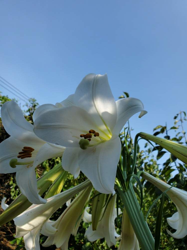 タカサゴユリの投稿画像 By フルリルさん 花のある暮らしと緑のある暮らし 月8月6日 Greensnap グリーンスナップ