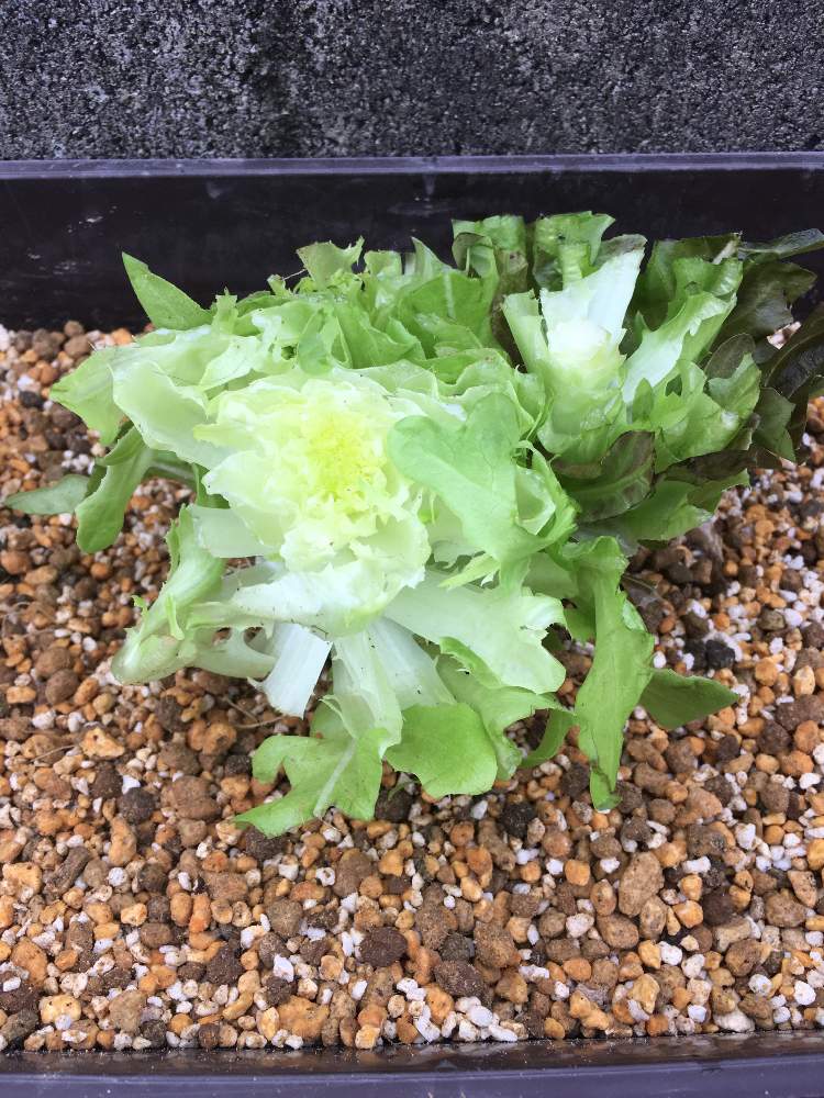 グリーンクリスピー グリーンオーク レッドオークの投稿画像 By ˋˏ M A M I の 園 芸 ˎˊ さん プランター野菜とプランターとサラトリオとおうちde菜園と鉢植えとお庭とリボベジと小さな庭とプランター野菜とプランターとサラトリオとおうちde菜園と鉢植えとお庭と