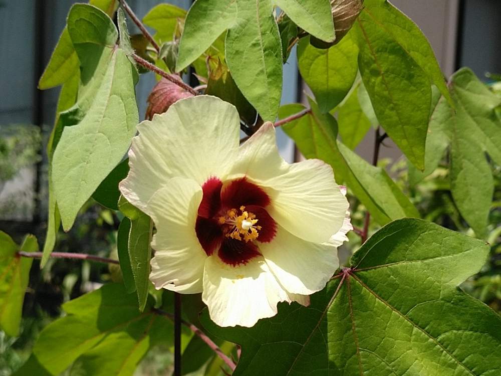 棉 わた の投稿画像 By モスグリーンさん 花のある暮らしとチーム愛知 月8月6日 Greensnap グリーンスナップ