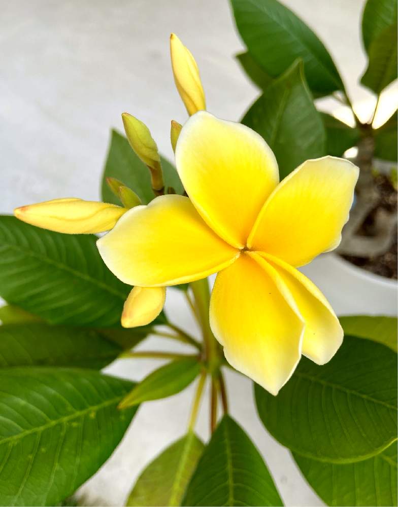 プルメリアの投稿画像 By ちぃ さん 黄色いプルメリアと黄色いプルメリア 月8月6日 Greensnap グリーンスナップ Greensnap グリーンスナップ