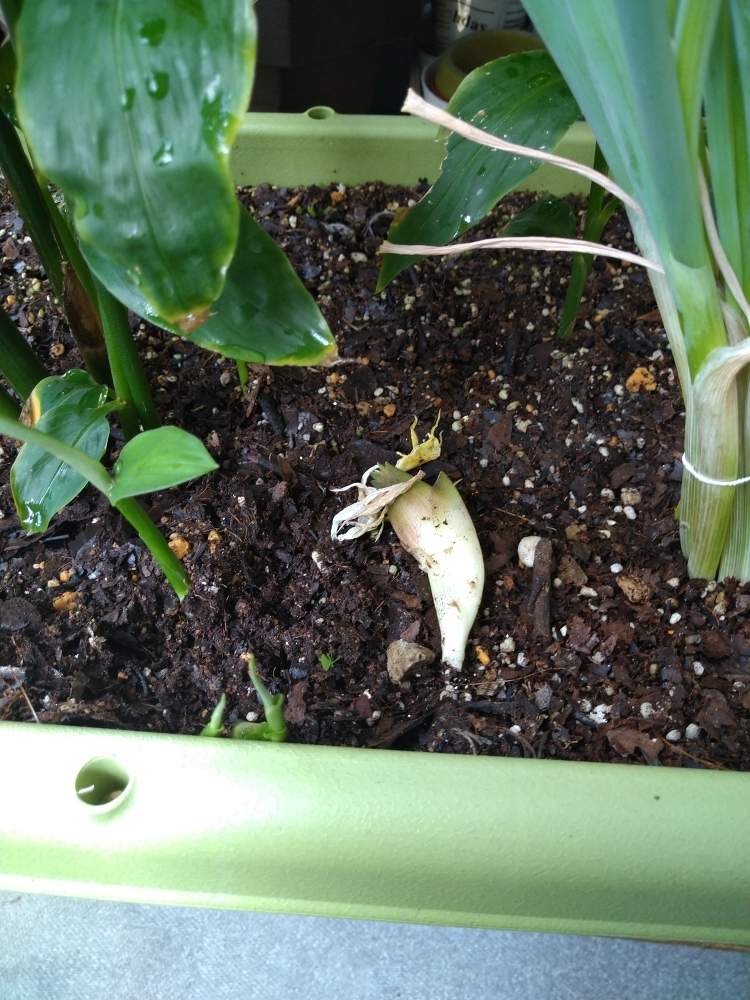 みょうが初収穫 Greensnap グリーンスナップ