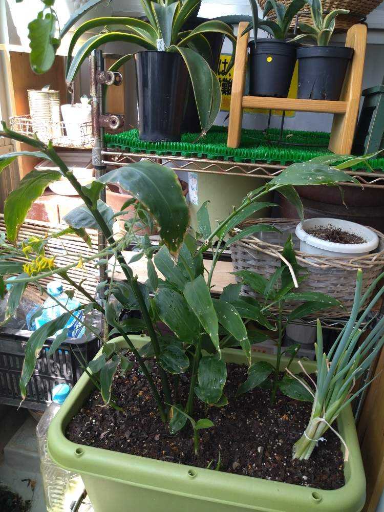 みょうが初収穫 Greensnap グリーンスナップ