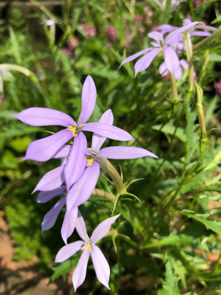 イソトマの投稿画像 By のーこさん 花壇と真夏 月8月6日 Greensnap グリーンスナップ