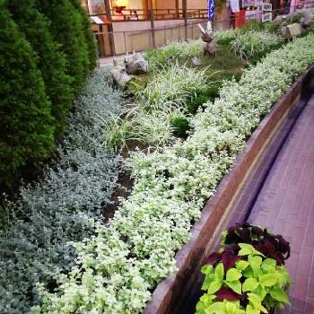 サッポロファクトリーの投稿画像一覧 Greensnap グリーンスナップ