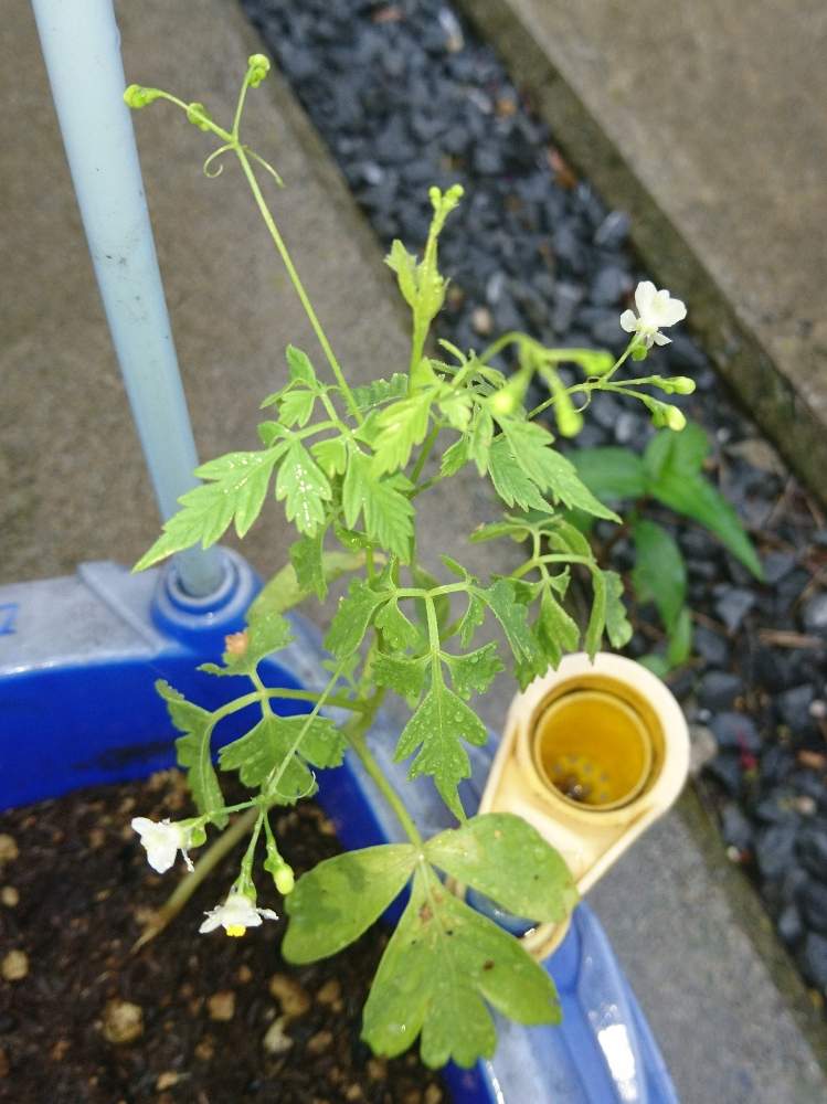 フウセンカズラの投稿画像 By あかねこさん 観葉植物を楽しむとよせ植えと東北とおうち園芸と花のある暮らし 月8月6日 Greensnap グリーンスナップ