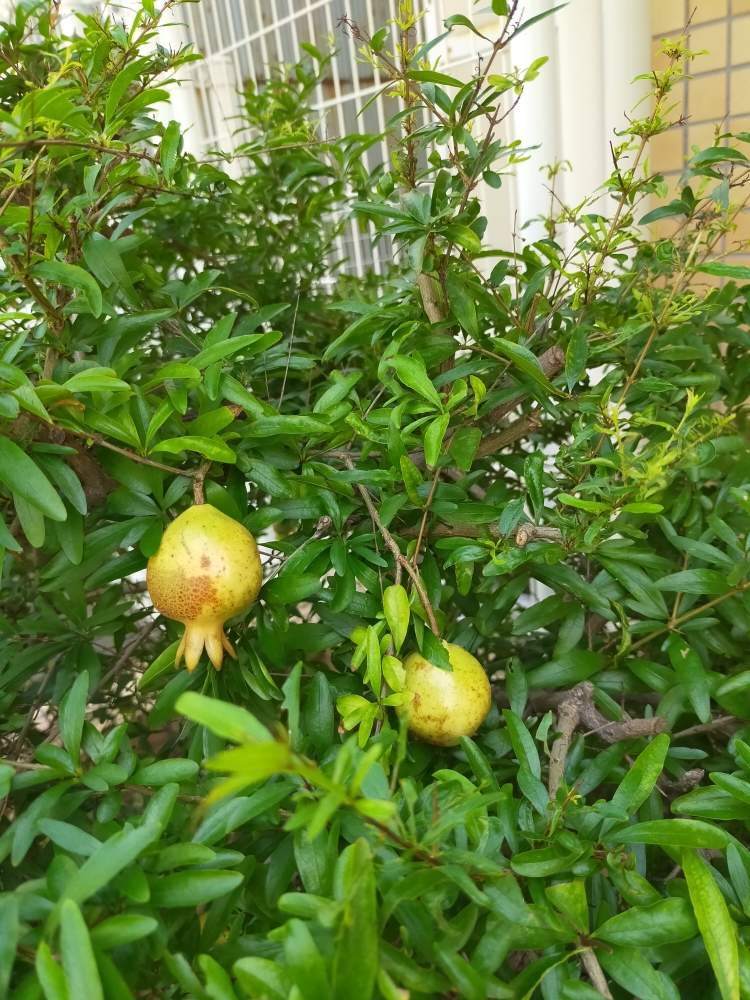 ザクロの実 の投稿画像 By アッキーラさん 月8月6日 Greensnap グリーンスナップ